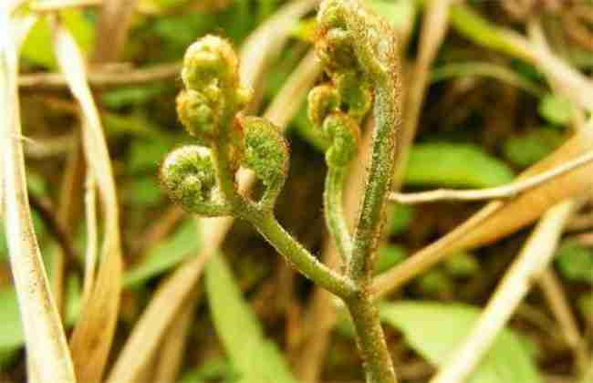 蕨菜种植效益怎么样(蕨菜种植效益如何)